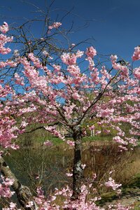 Bloom flowers spring