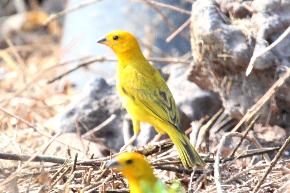 Sicalis flaveola 1