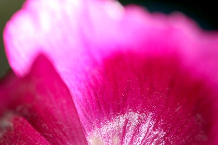 Papaver somniferum photo