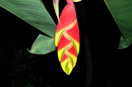 Tropical flowers exotic floral photo