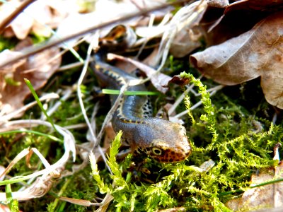 European alpine newt