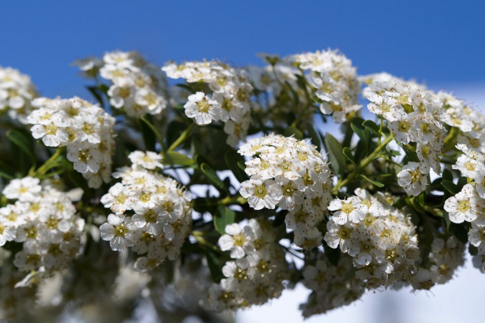 Bloom bloom white