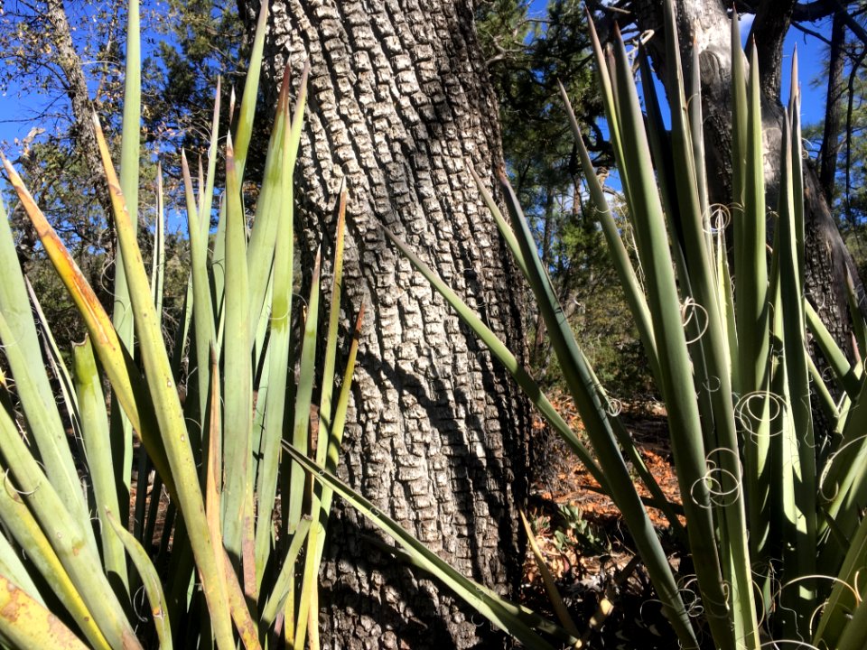 Yucca in the Forest