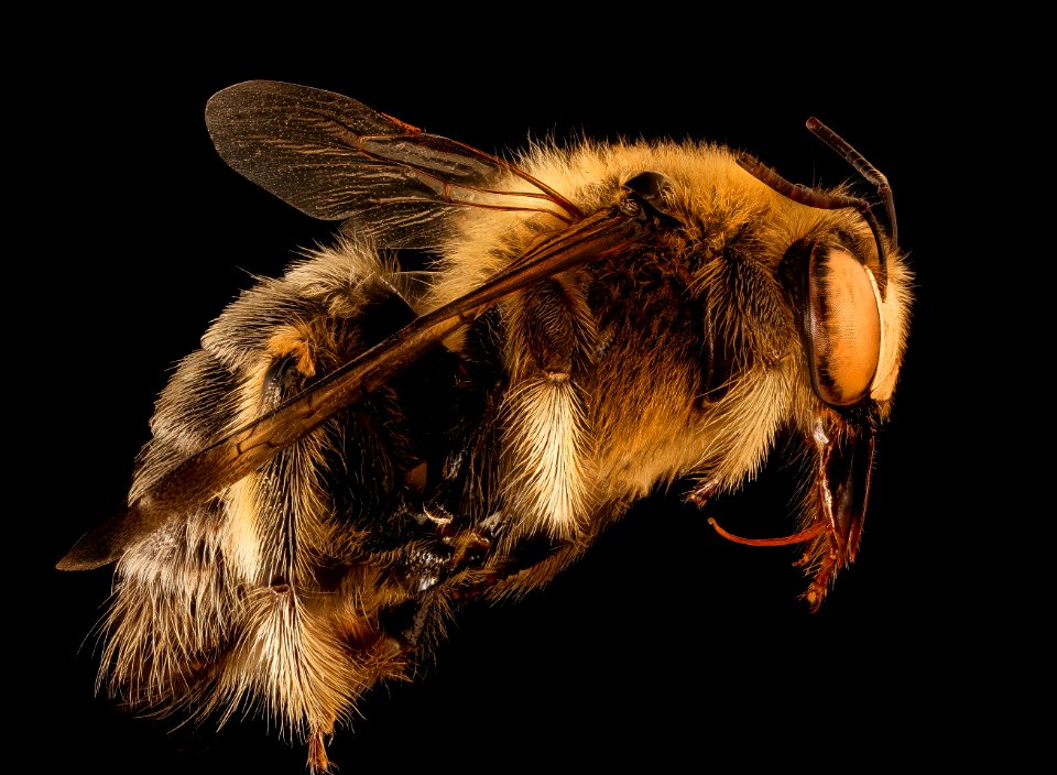Xylocopa lugubris, m, right, Kruger National Park, South Africa Mpumalanga 2018-07-17-23.14