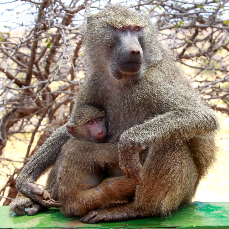 Mother monkey