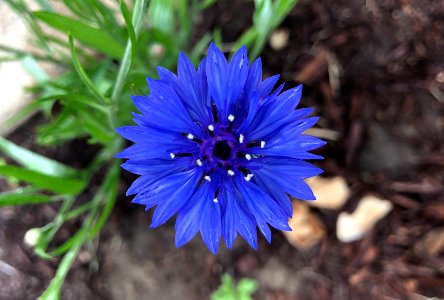 Button Me Blue