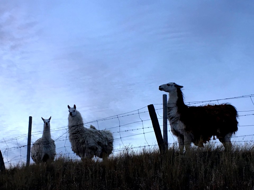 Three Llamas Make a Quorum