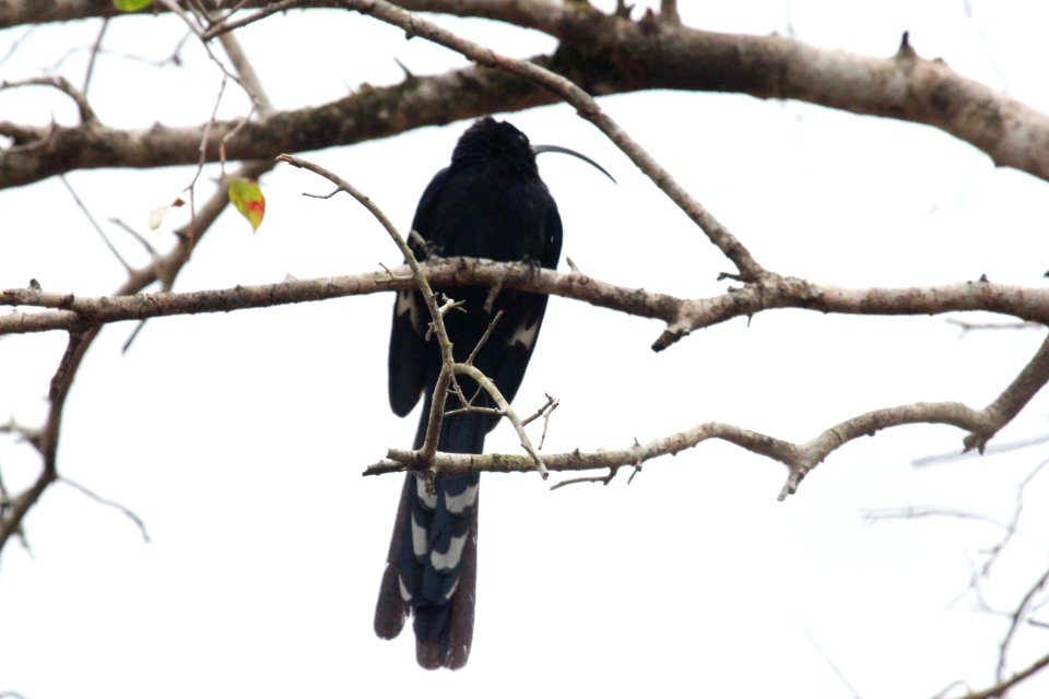 Rhinopomastus cyanomelas