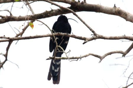 Rhinopomastus cyanomelas