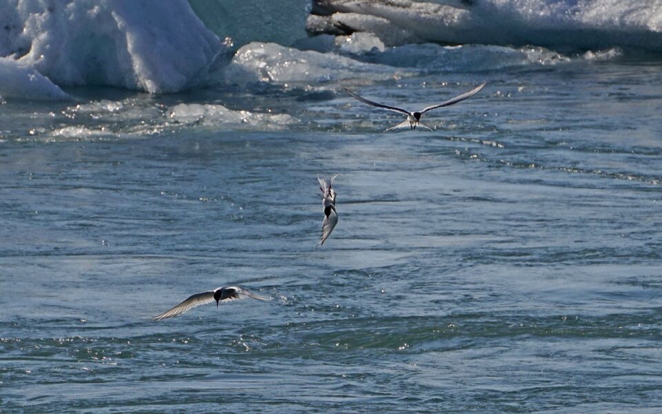 Fish arctic tern iceland