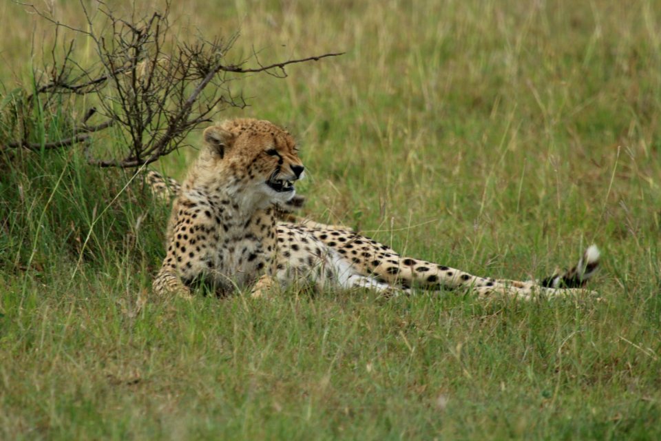 Acinonyx jubatus 2 photo