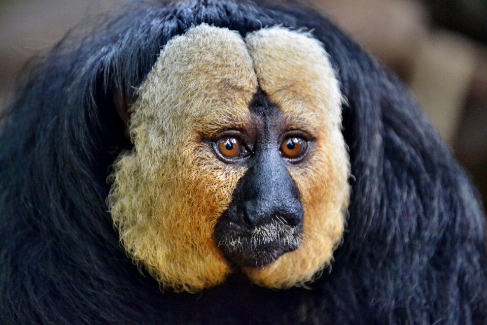 Wildlife nature adorable