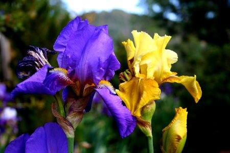 Iris Color Explosion