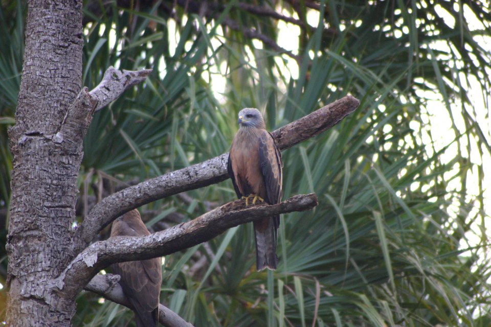 Milvus aegyptius 1