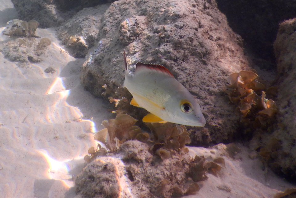 Lutjanus fulvus 2