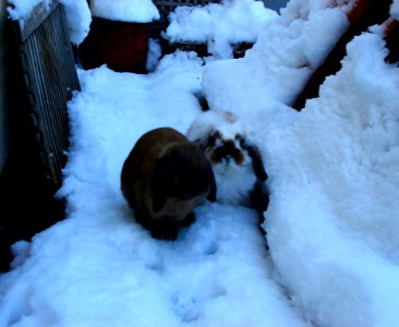 Kenzo & Chewy in the snow photo