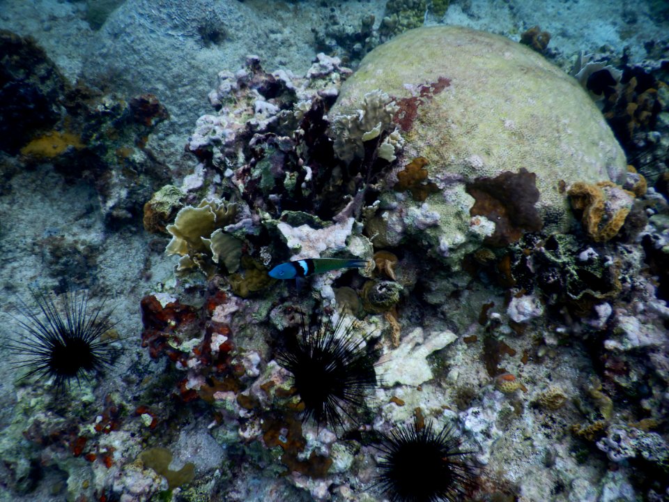 Thalassoma bifasciatum 1