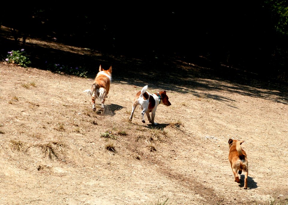 The thundering herd