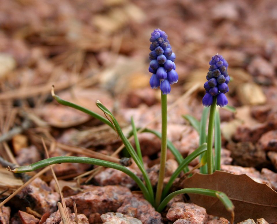 Growing In Gravel