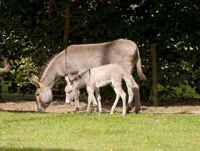 Colt mother petit