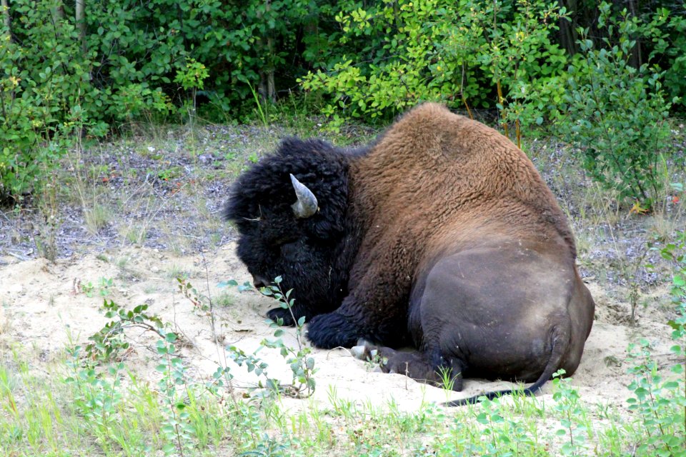 Bison On The ALCAN