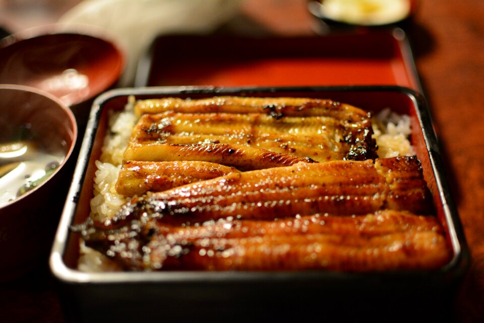 Eel japan food Free photos