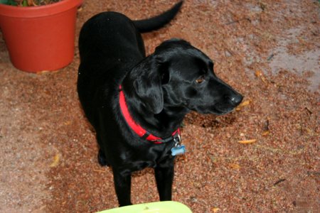 Cadu in the Rain