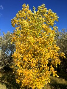 August Leaves Change