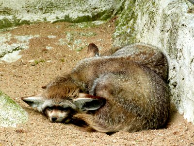Beauval Zoo