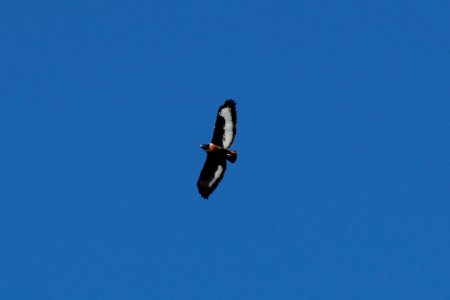 Buteo rufofuscus 1