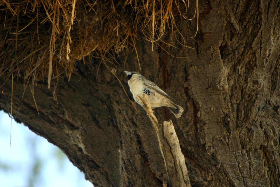 Philetairus socius 1
