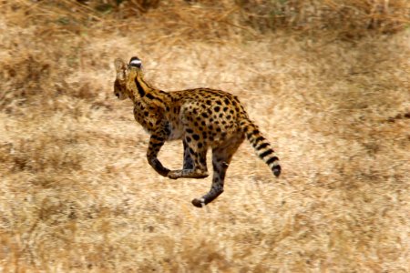 Wild cat on the run photo