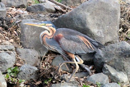 Ardea purpurea 1