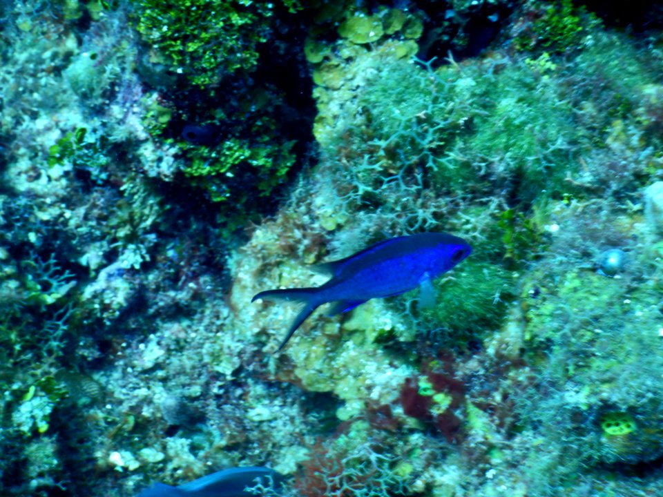 Chromis cyanea 1