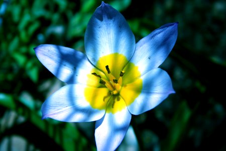 Tulip False Calor Blues