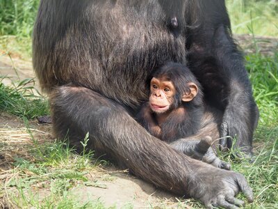 Monkey mother protect