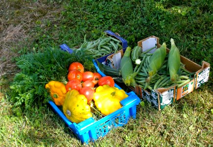 Healthy veggies!
