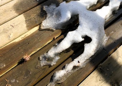 Ice Dog Contemplates A Run