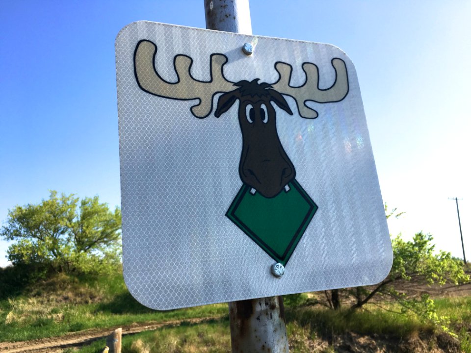 Moose With Something in Jaw