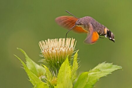 Flower proboscis insect photo