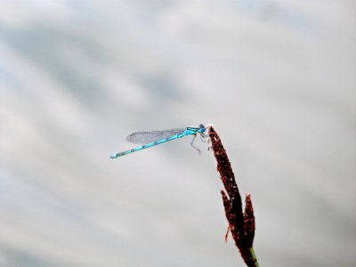 Common Blue Damselfly
