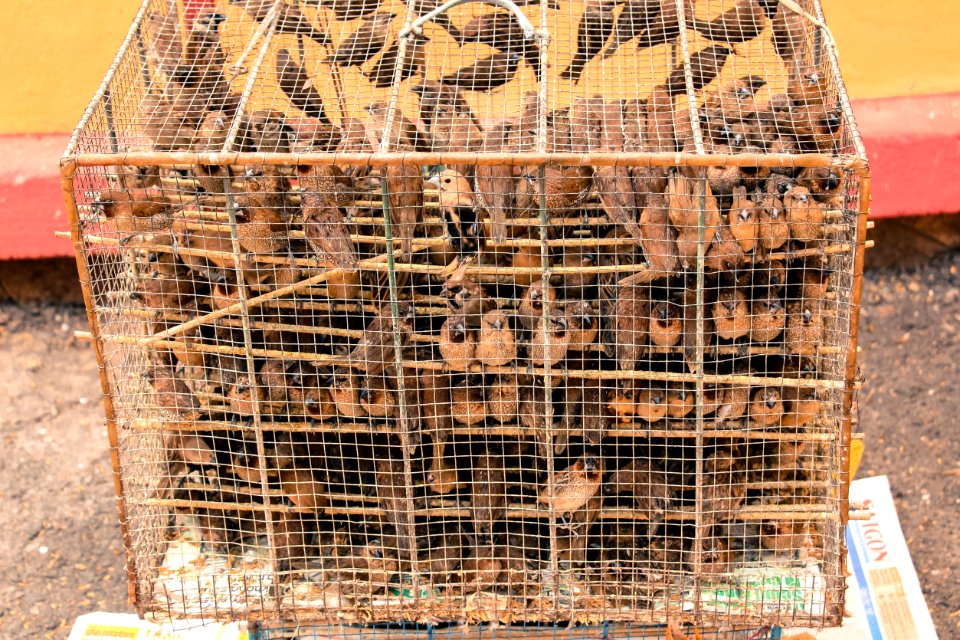 Above 200 birds in 1 cage