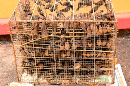 Above 200 birds in 1 cage