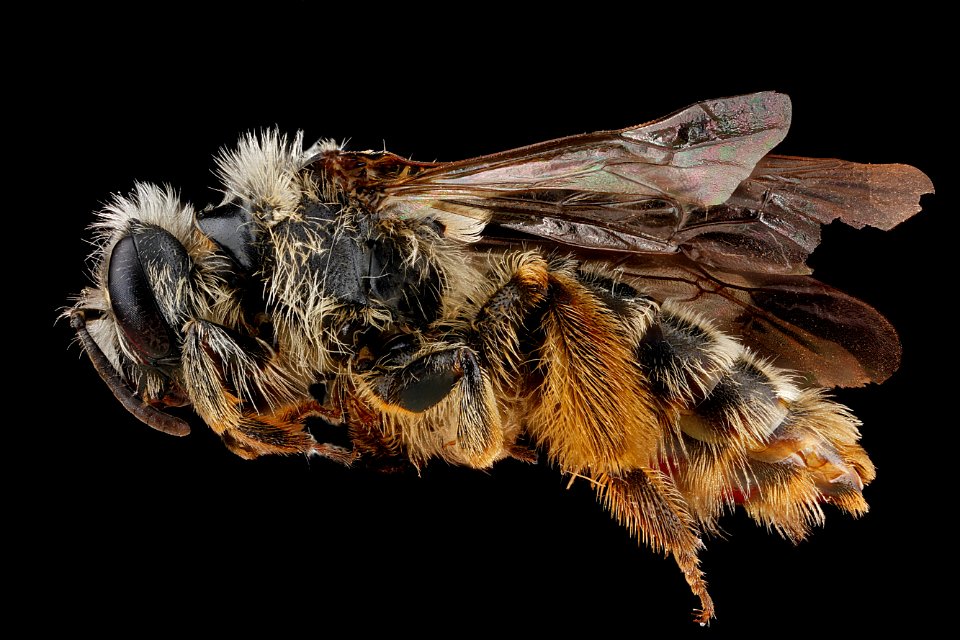 Andrena-gardineri,-female,-side 2012-07-02-16.14.57-ZS-PMax photo