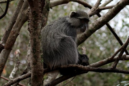 Cercopithecus albogularis 1