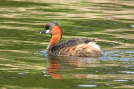 Tachybaptus ruficollis 1 photo