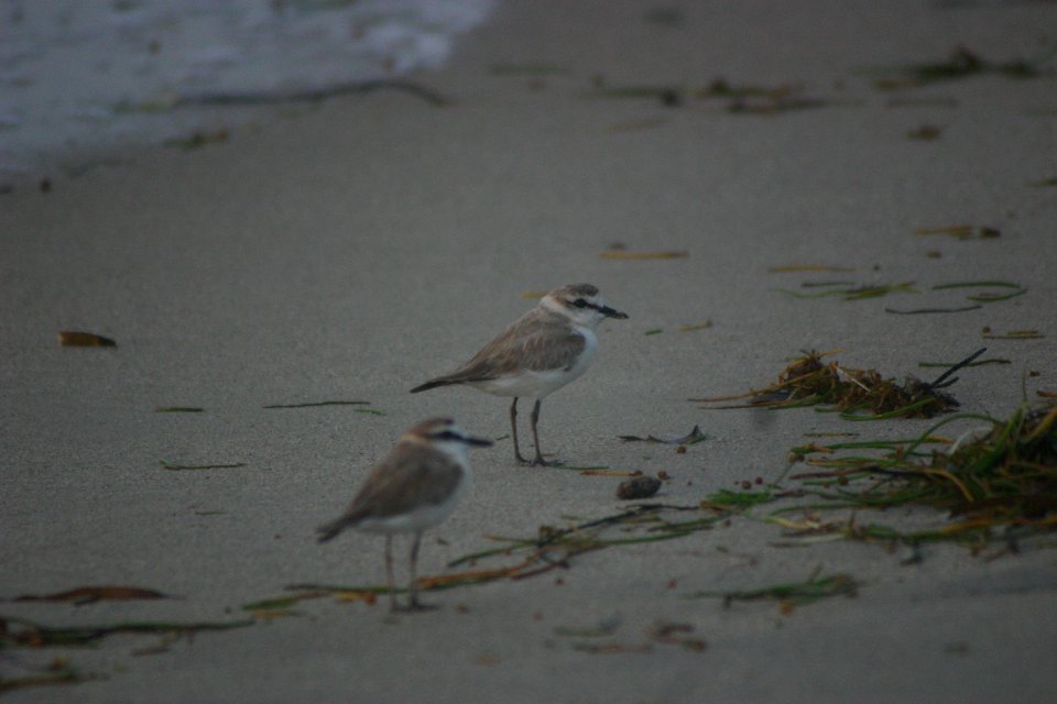 Charadrius marginatus 1