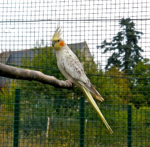 Cockatiel photo