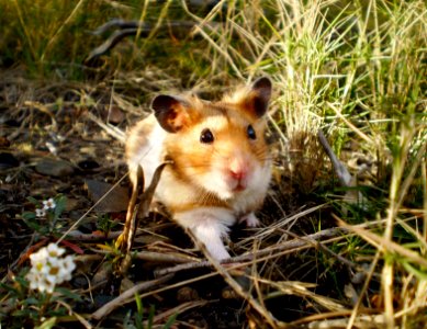 Cookie the wild hamster! photo