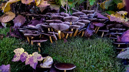 Mushroom collector screen forest floor photo